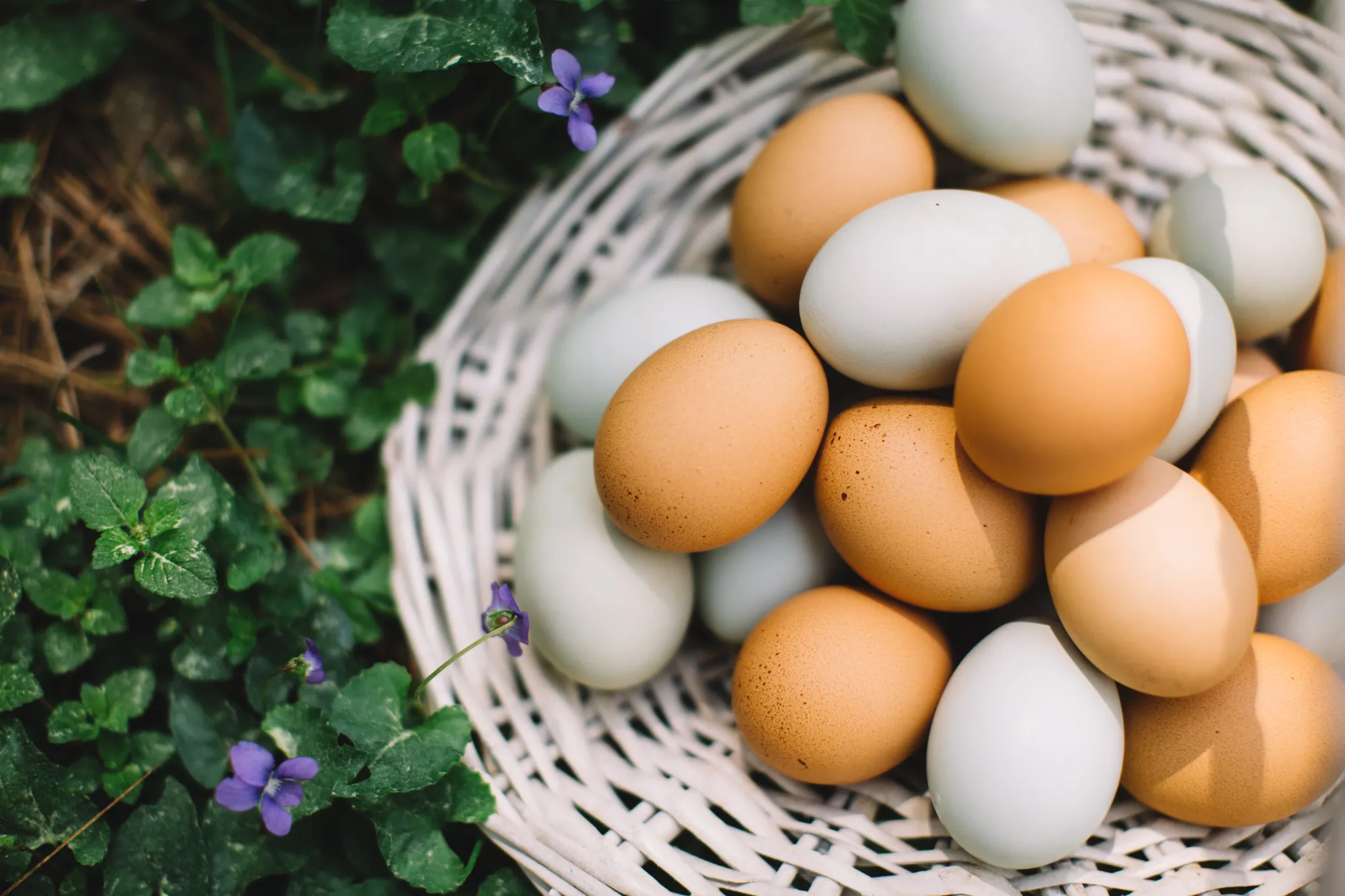 A basket of pale blue, brown, and white chicken eggs.
