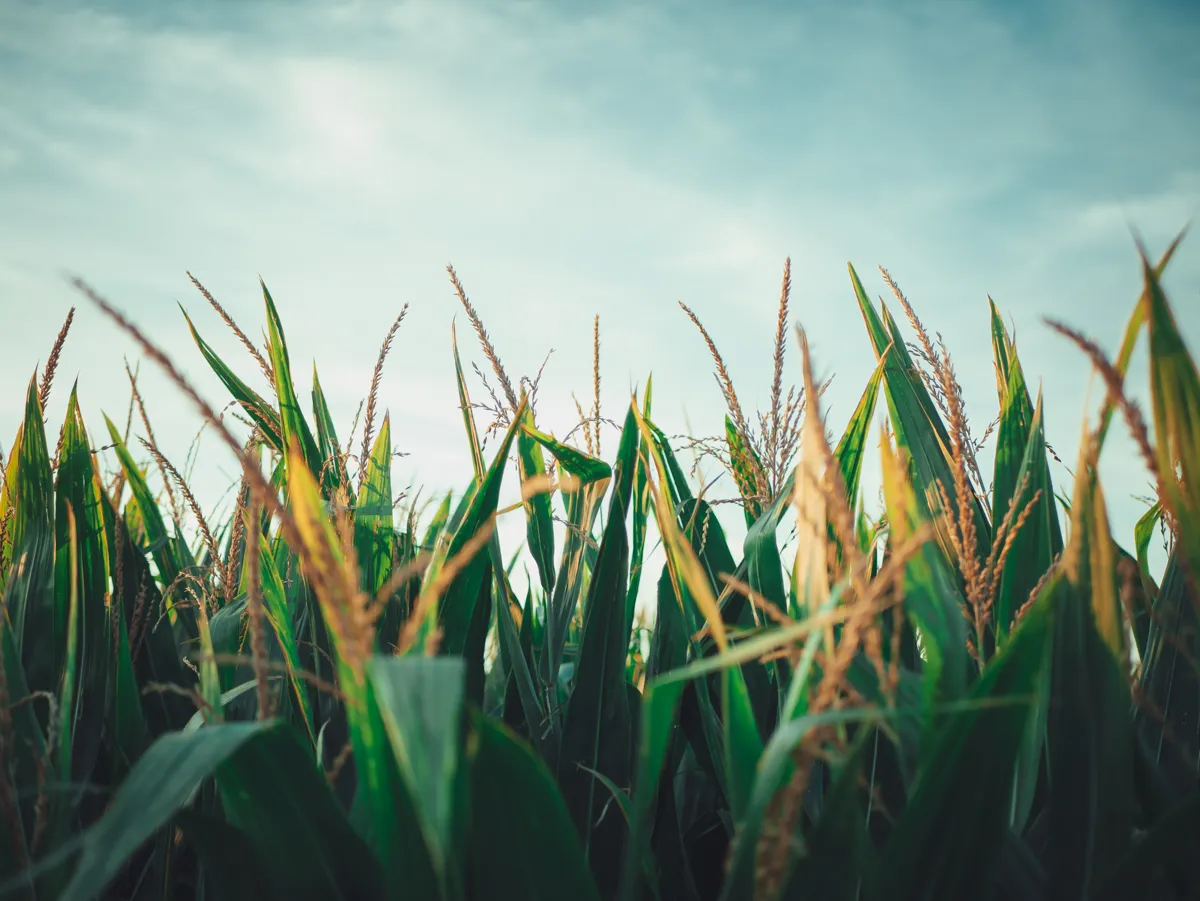 A field of corn from the perspective of someone standing in it.