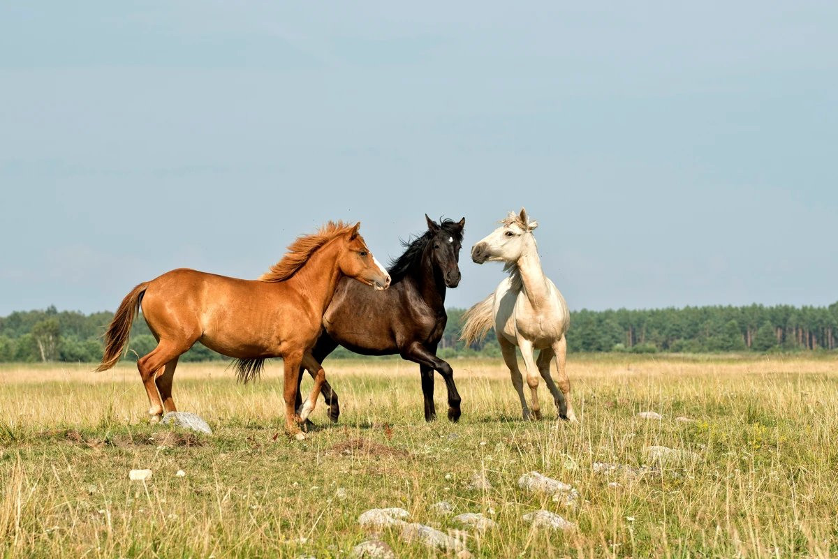 A chestnut brown horse, dark brown bay colored horse, and white horse frolick in a meadow.