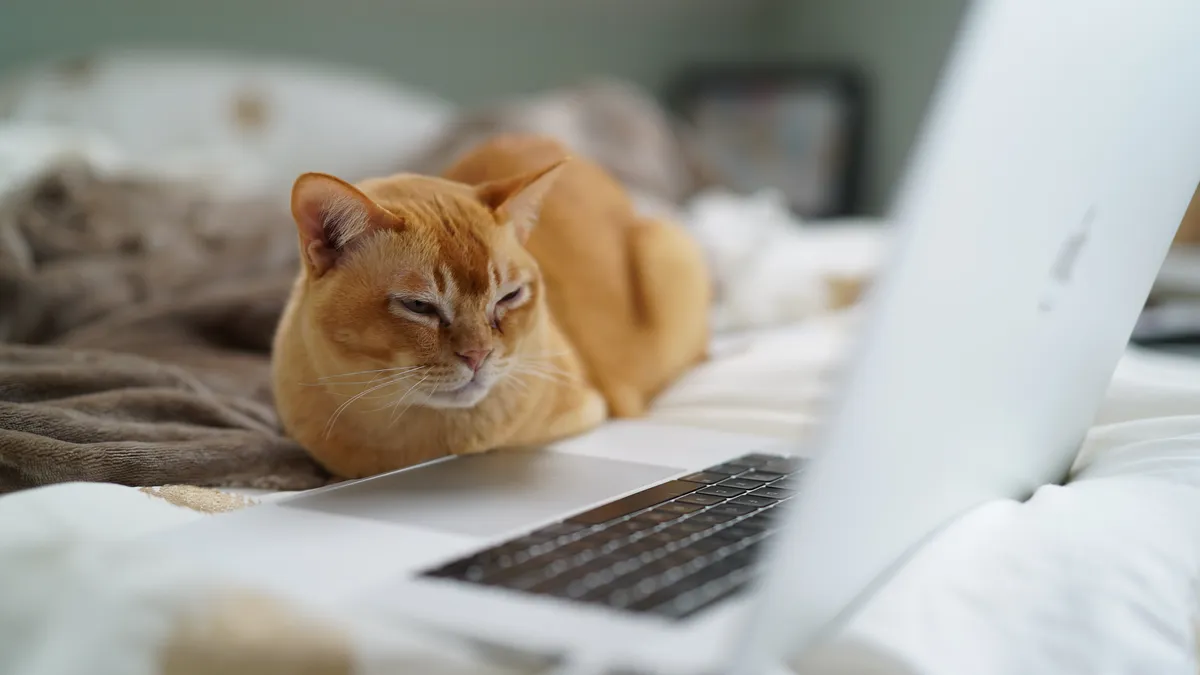 An orange colored cat lays on a brown blanket in a human bed. The cat is resting against an open laptop computer and appears to be squinting at the screen.
