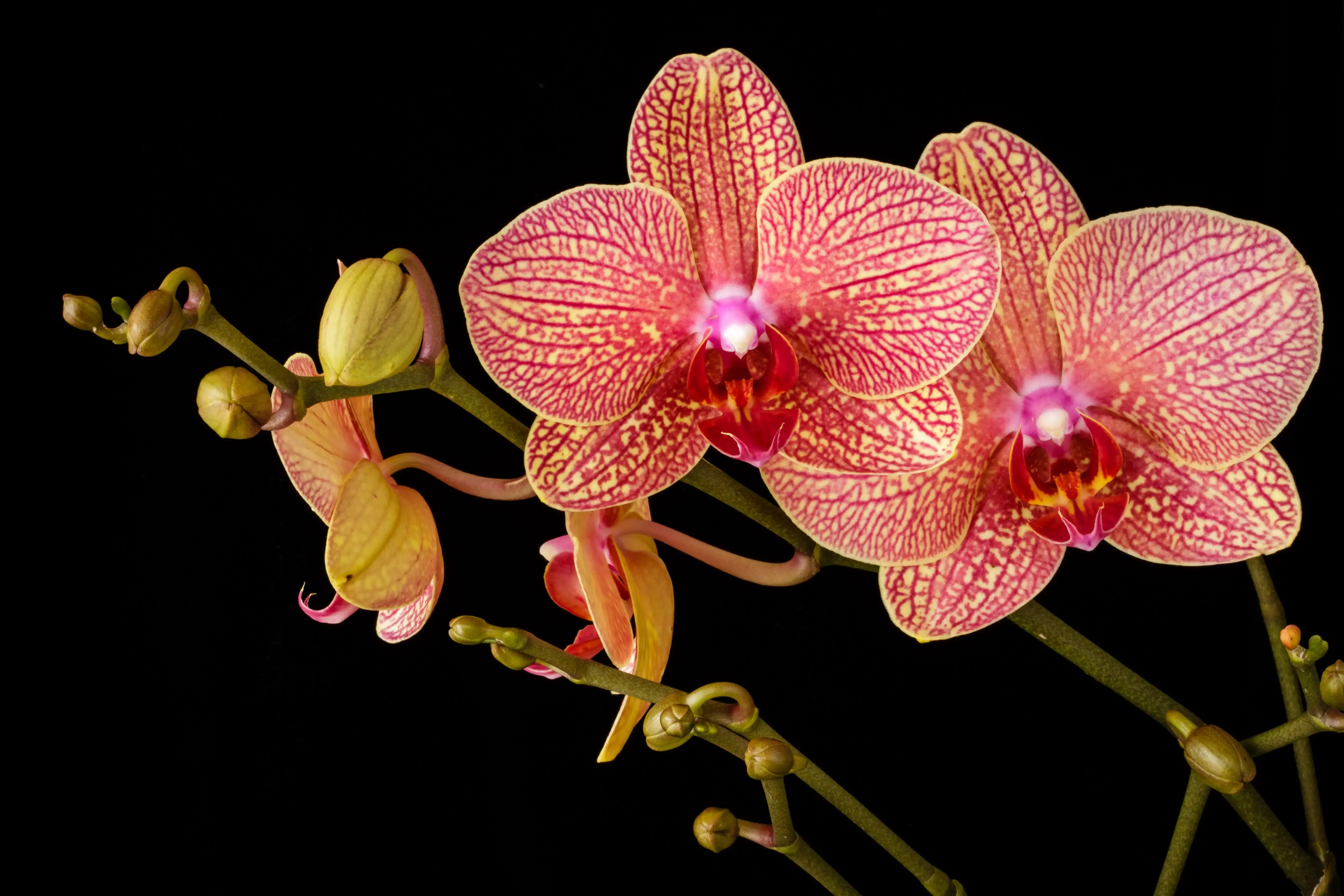 A close up of pink-veined orchid petals.