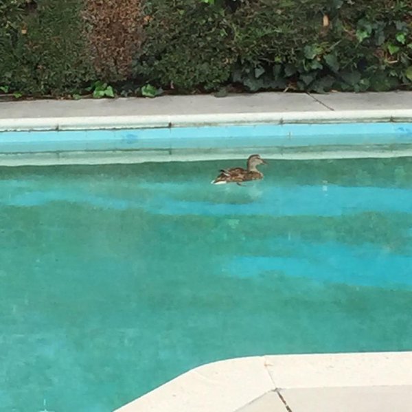 No really. A duck in the pool.